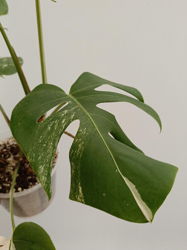 Monstera deliciosa variegata albo