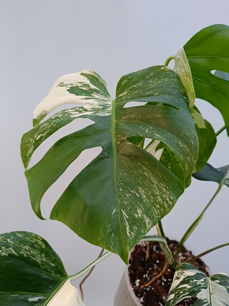 Monstera deliciosa variegata albo