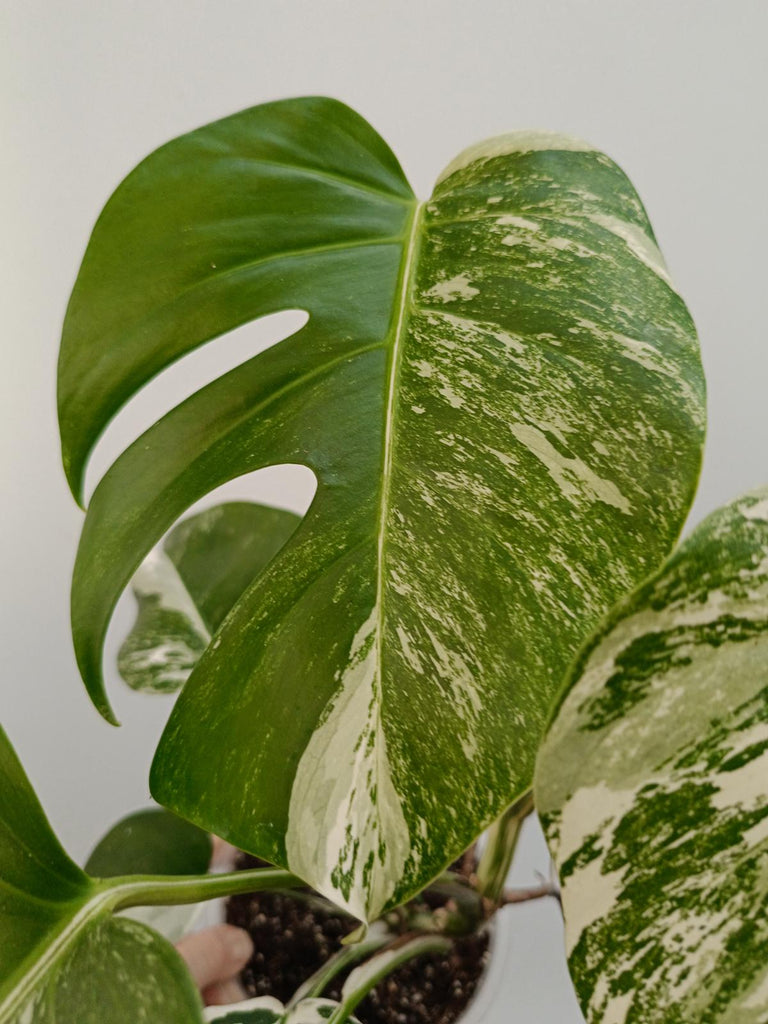 Monstera deliciosa variegata albo