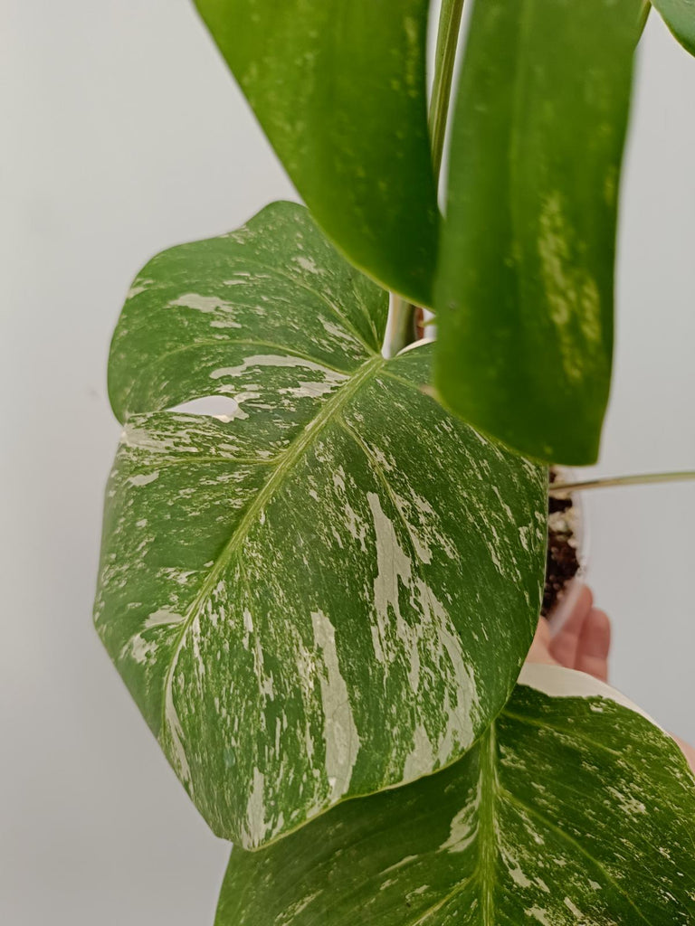 Monstera deliciosa variegata albo