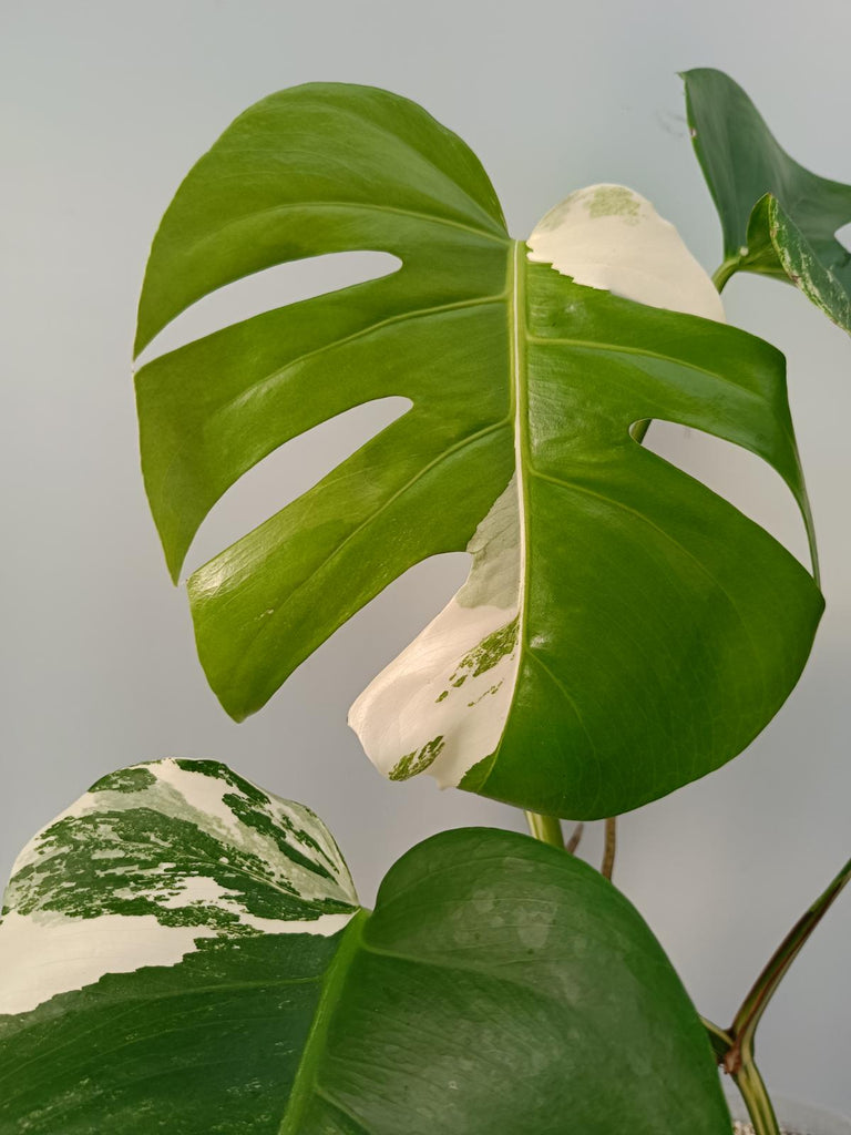 Monstera deliciosa variegata labo