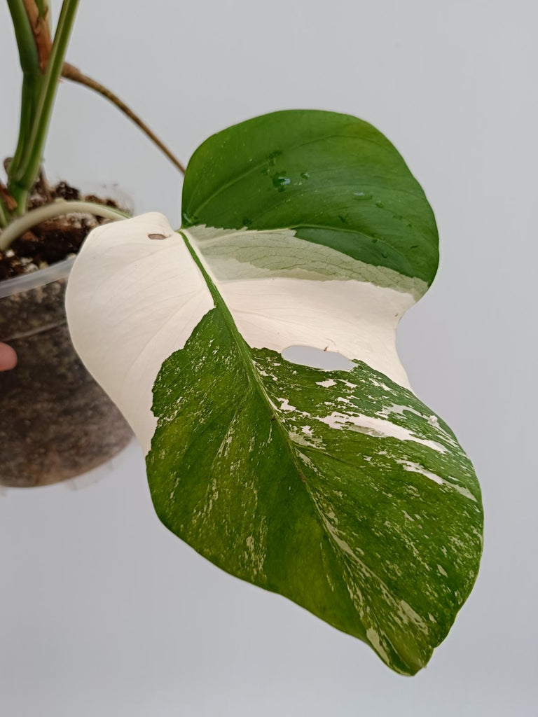 Monstera deliciosa variegata albo