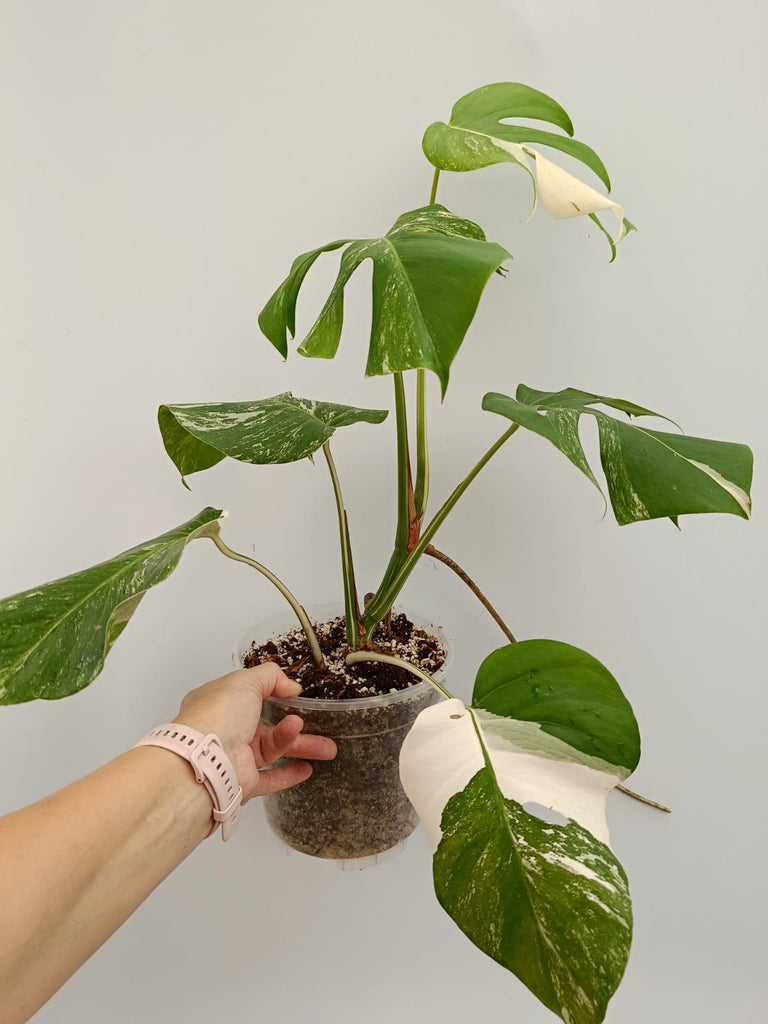 Monstera deliciosa variegata albo