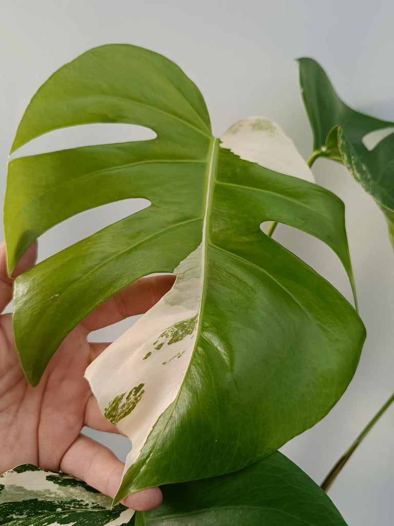 Monstera deliciosa variegata labo