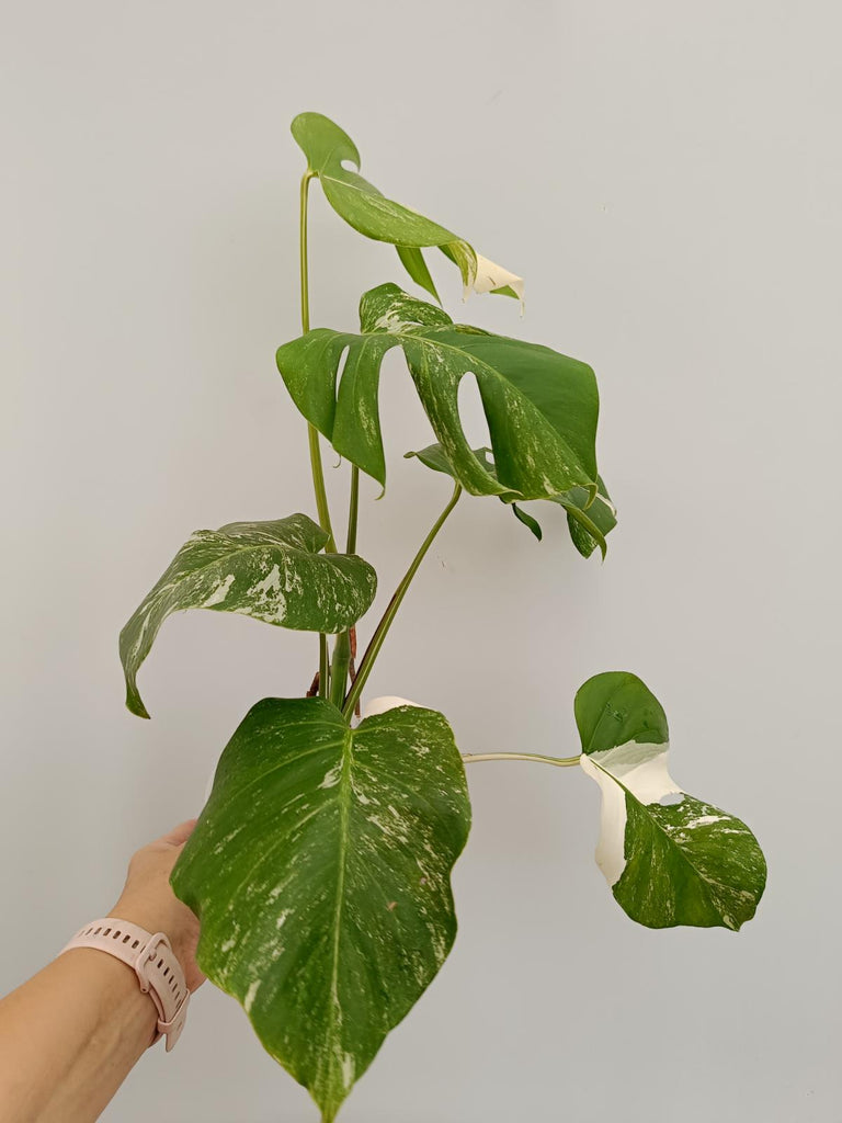 Monstera deliciosa variegata albo