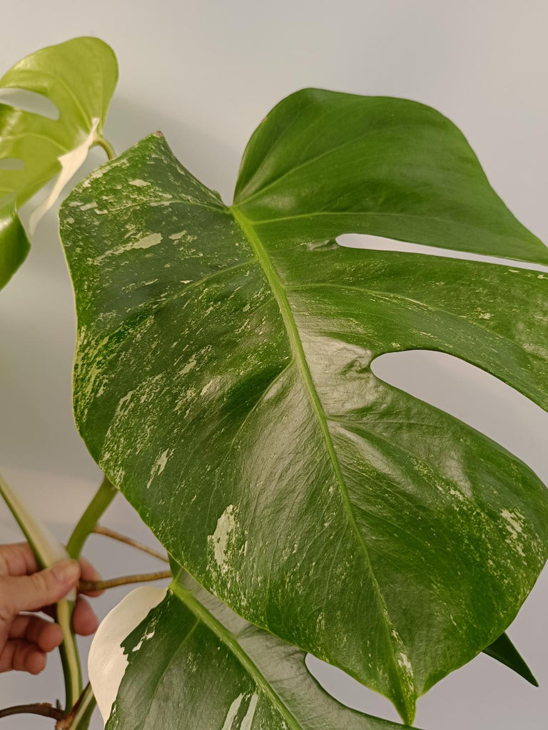 Monstera deliciosa variegata labo