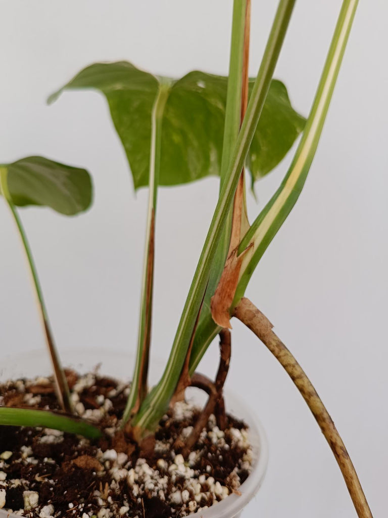 Monstera deliciosa variegata albo