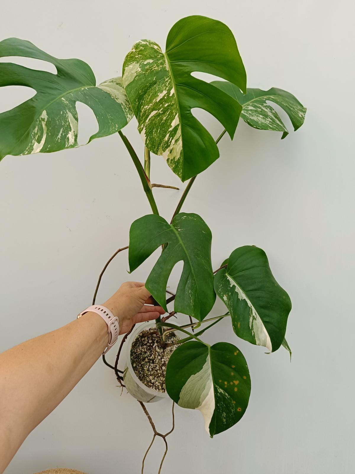 Monstera deliciosa variegata albo