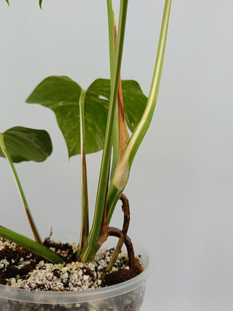 Monstera deliciosa variegata albo