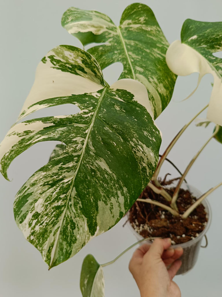 Monstera deliciosa variegata albo