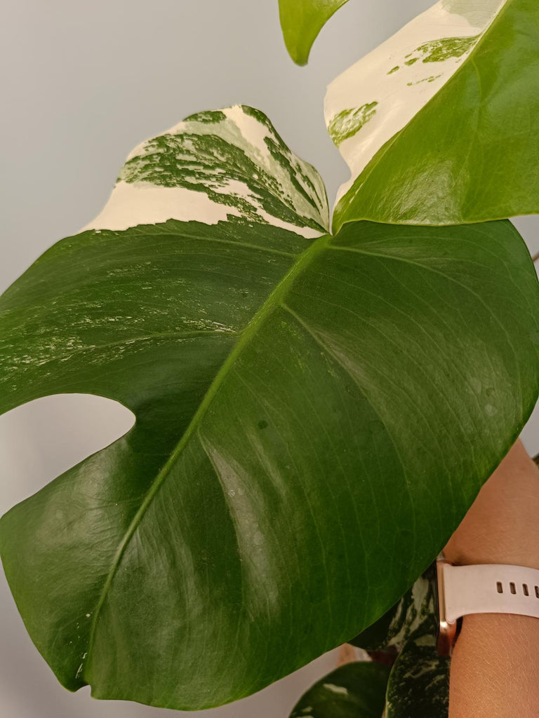 Monstera deliciosa variegata labo