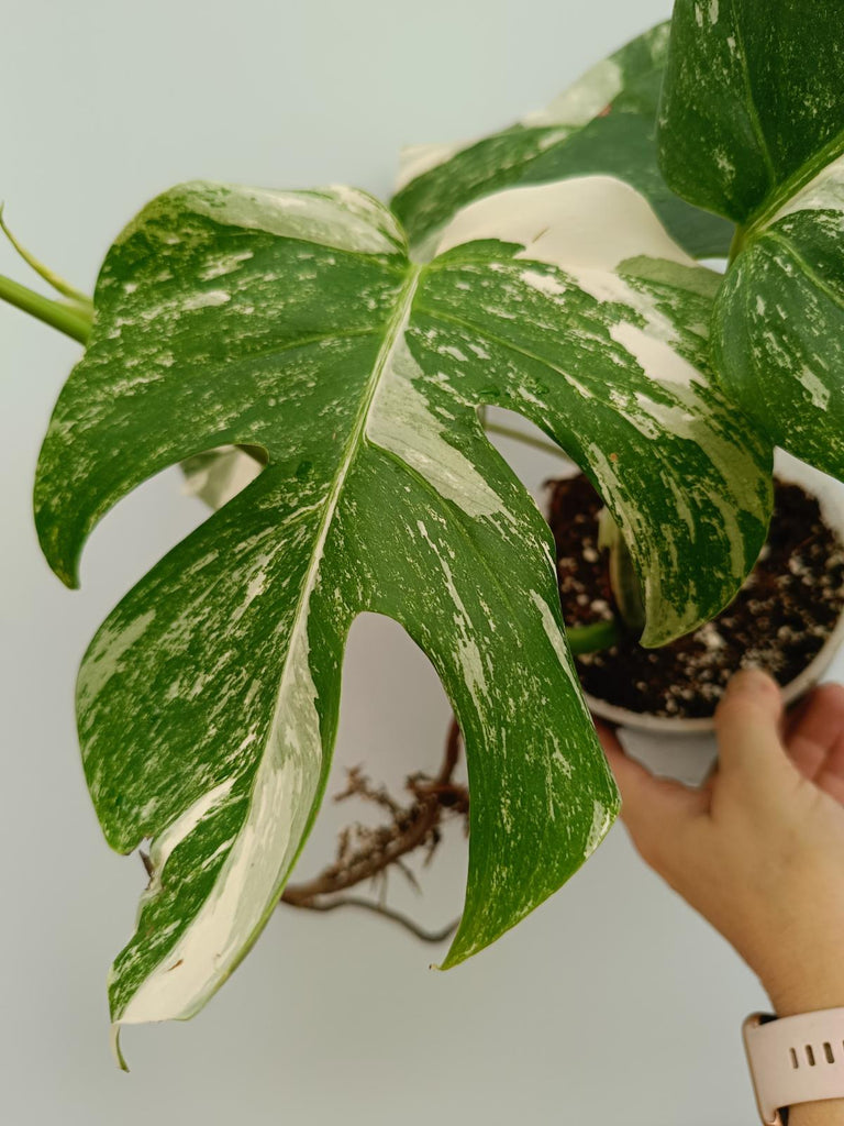 Monstera deliciosa variegata albo