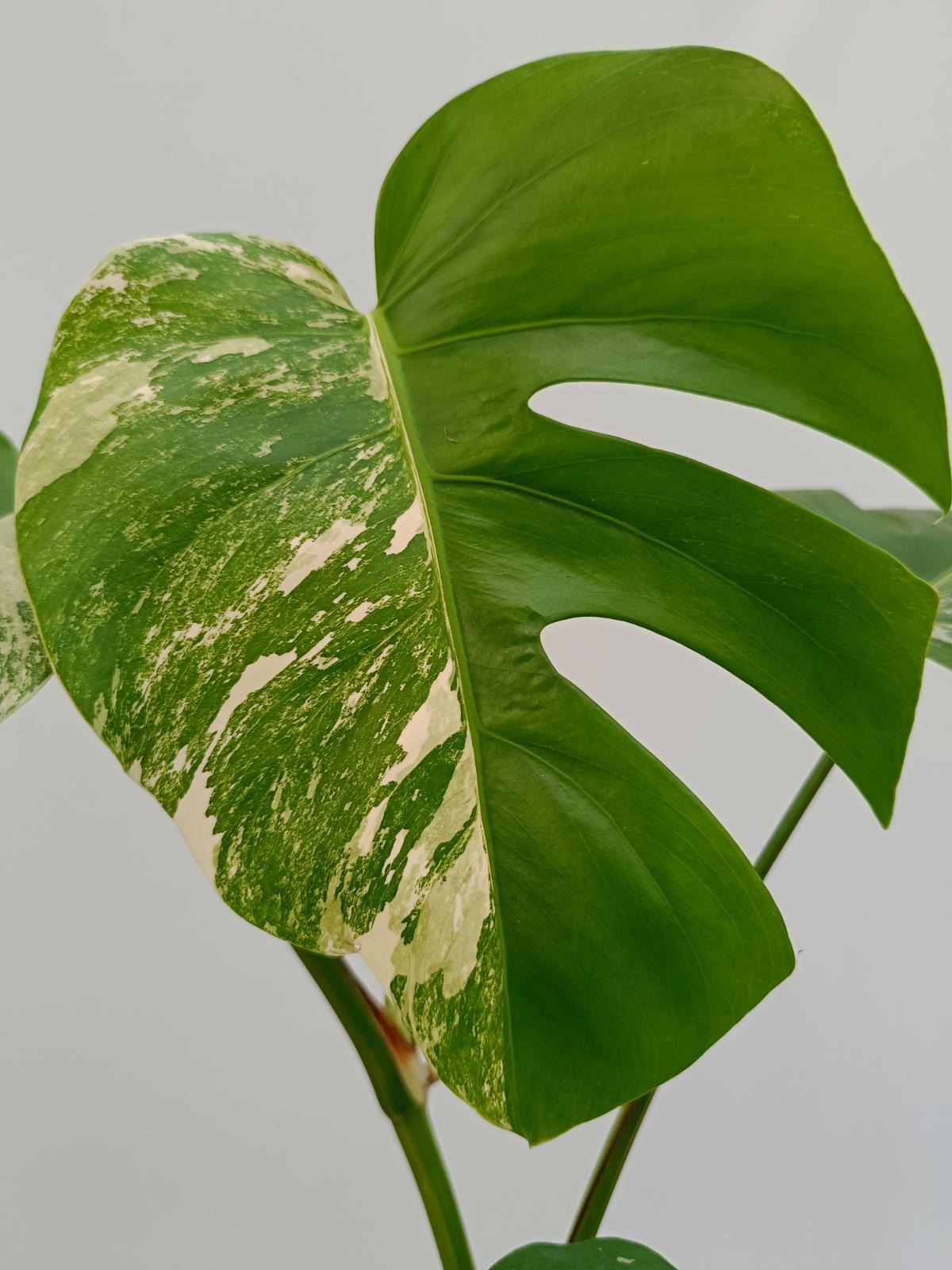 Monstera deliciosa variegata albo