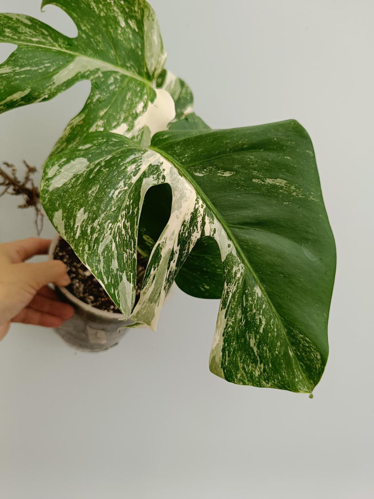 Monstera deliciosa variegata albo