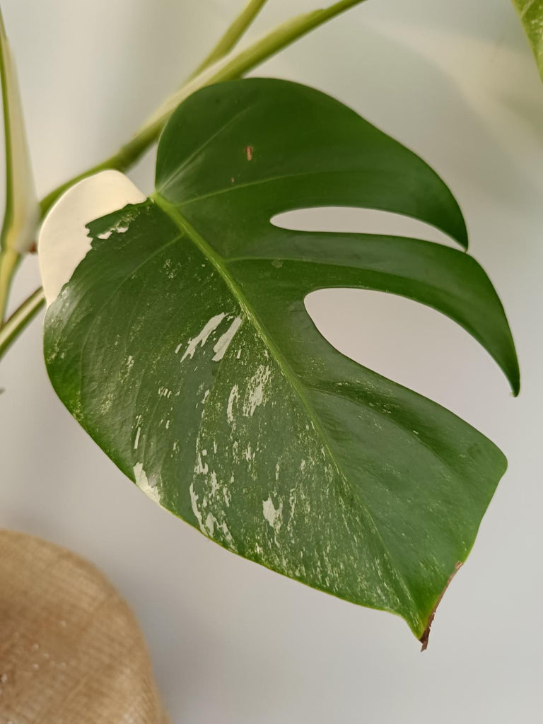 Monstera deliciosa variegata labo