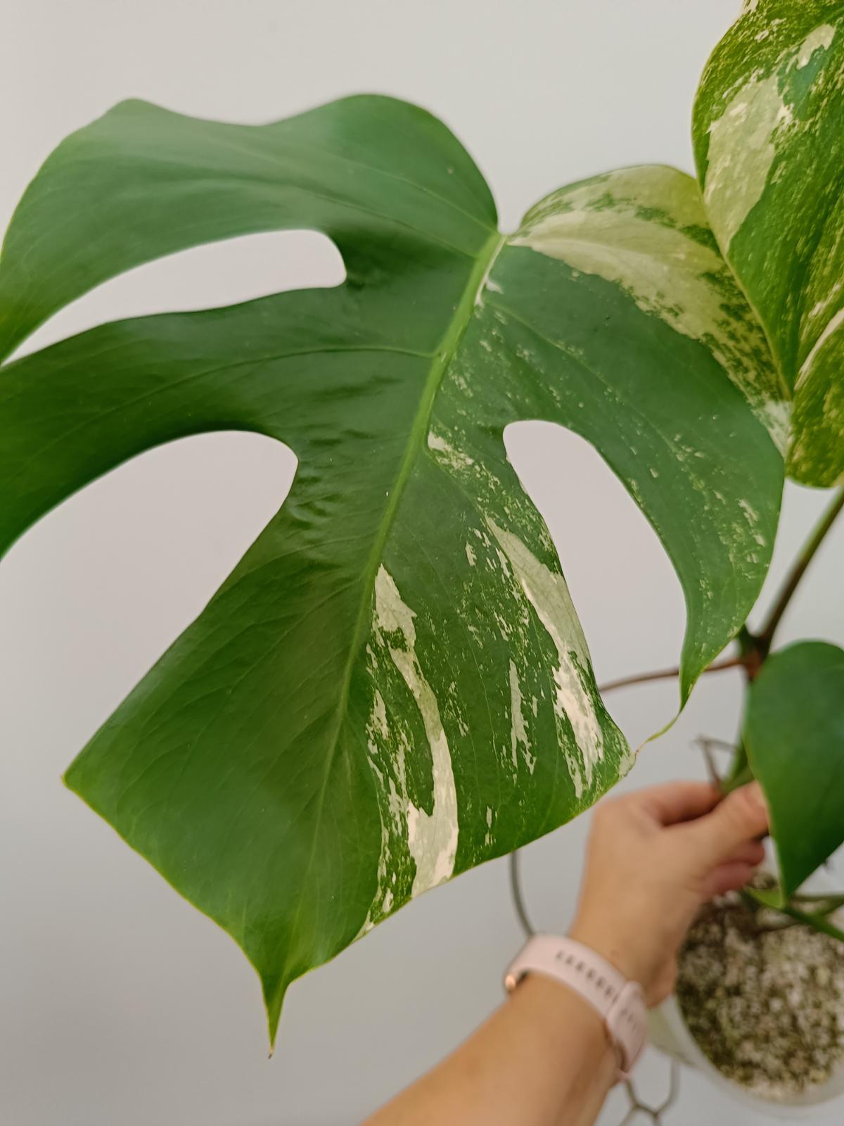 Monstera deliciosa variegata albo