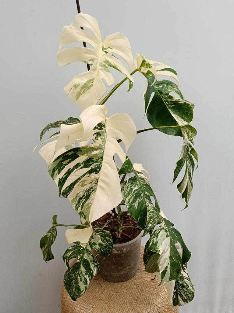 Monstera deliciosa variegata albo