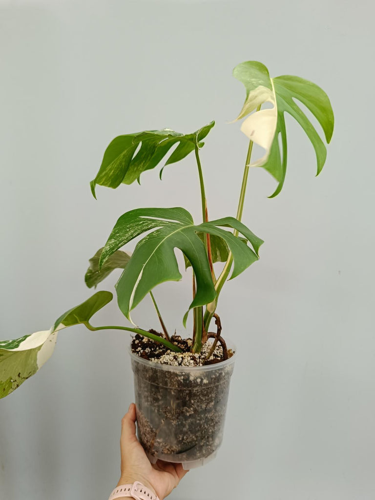 Monstera deliciosa variegata albo