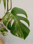 Monstera deliciosa variegata albo