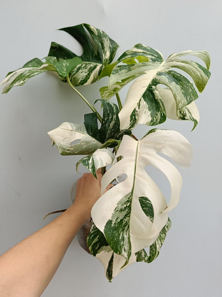 Monstera deliciosa variegata albo