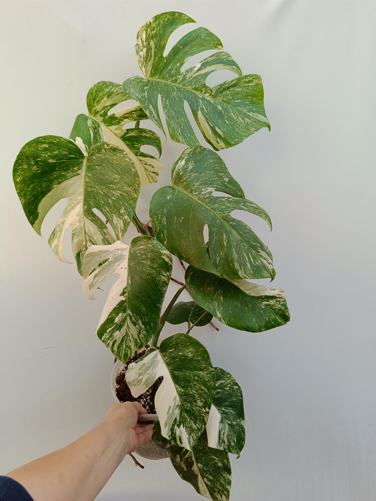 Monstera deliciosa variegata albo