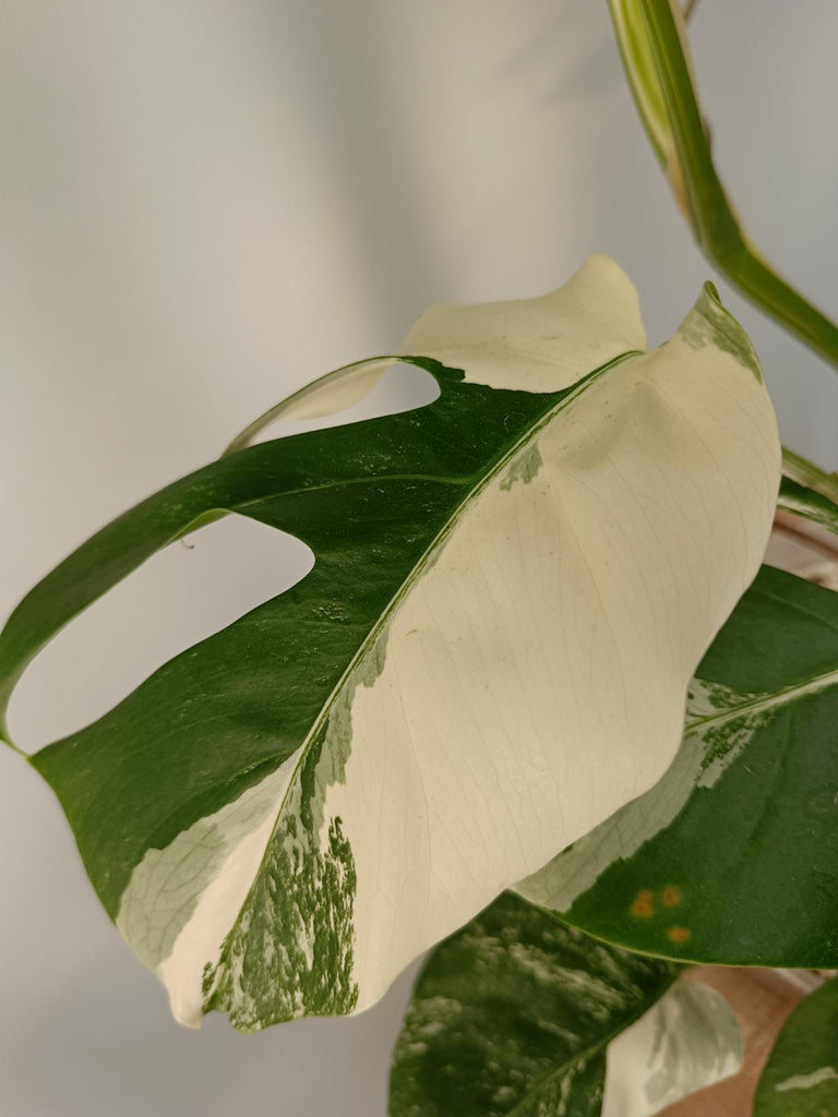 Monstera deliciosa variegata labo