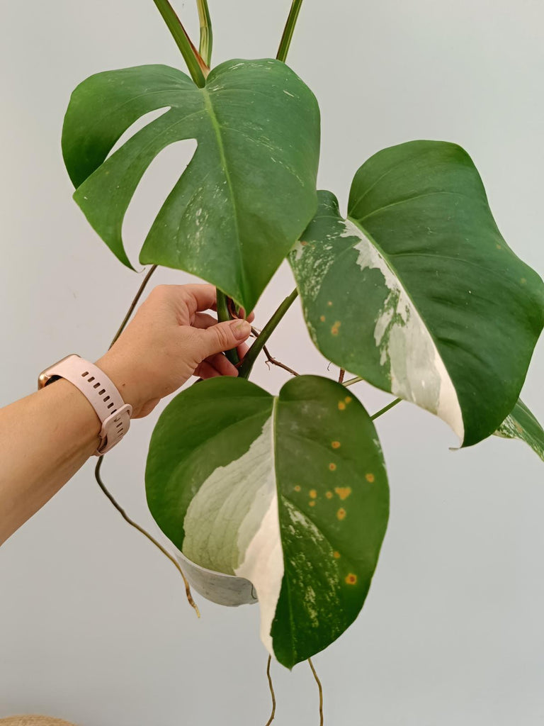 Monstera deliciosa variegata albo