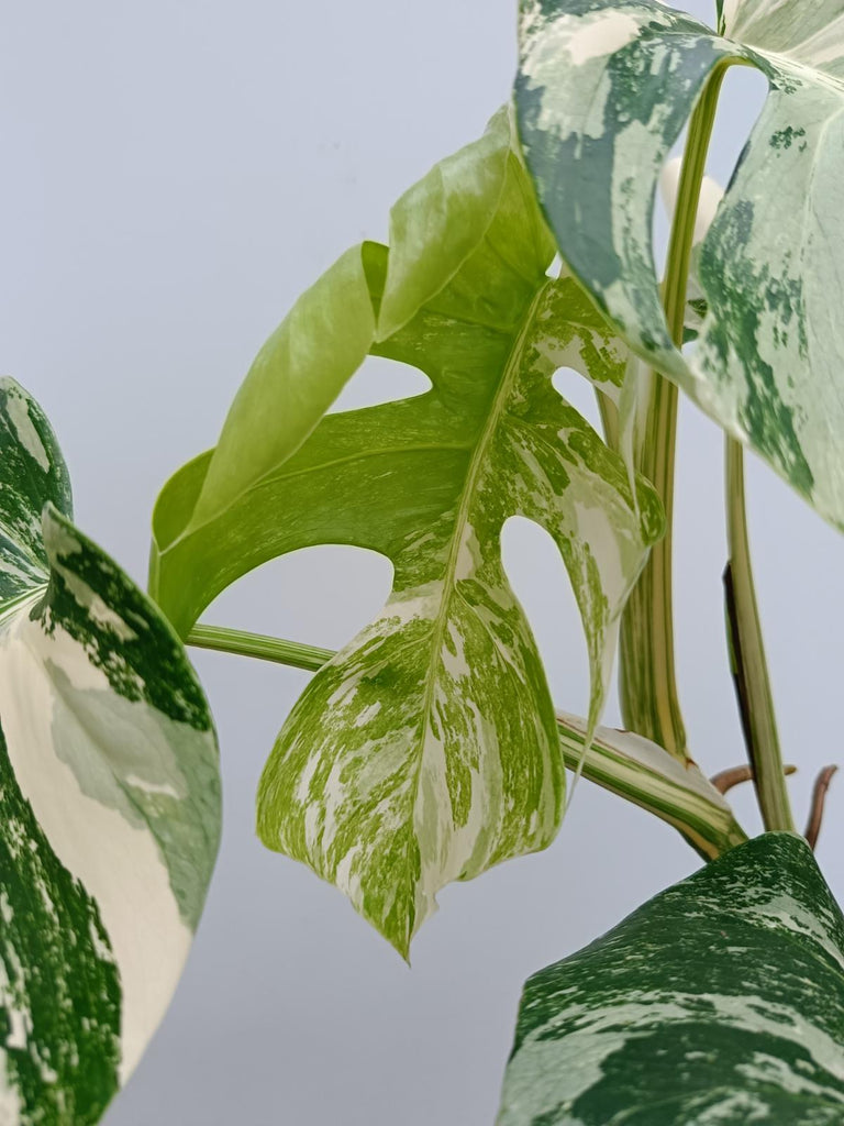 Monstera deliciosa variegata albo