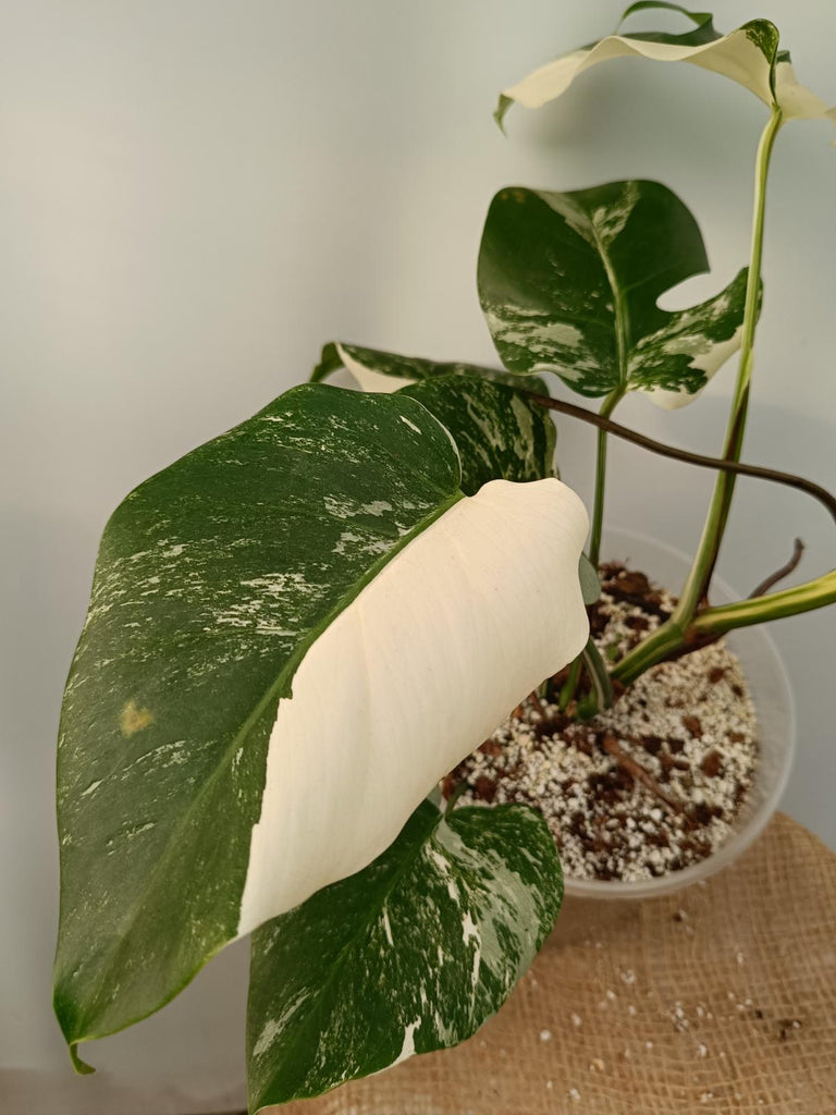 Monstera deliciosa variegata labo