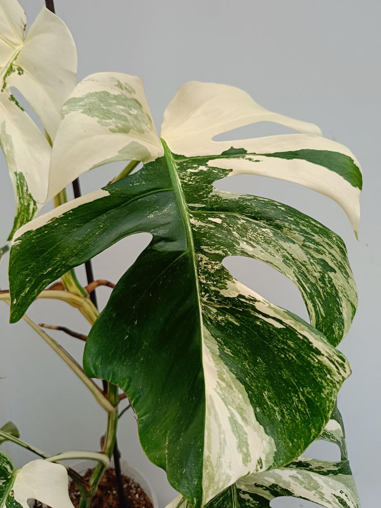 Monstera deliciosa variegata albo