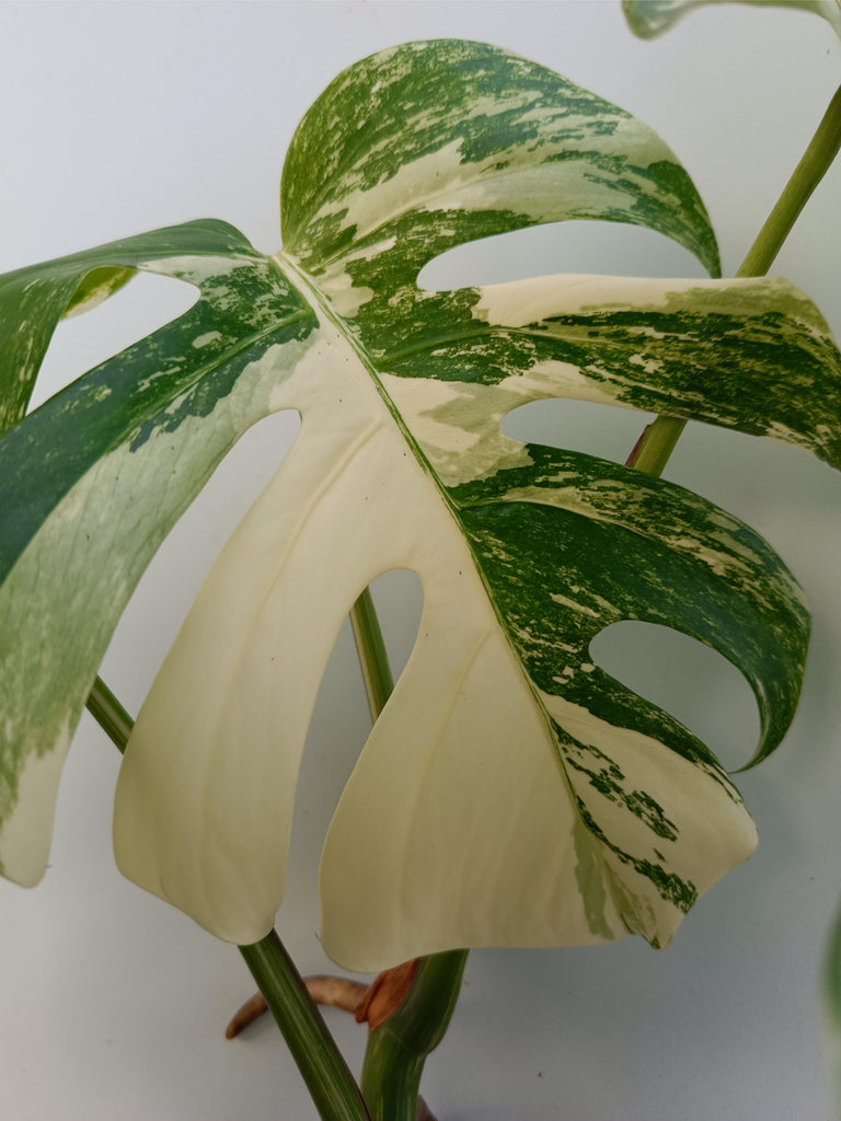 Monstera deliciosa variegata albo