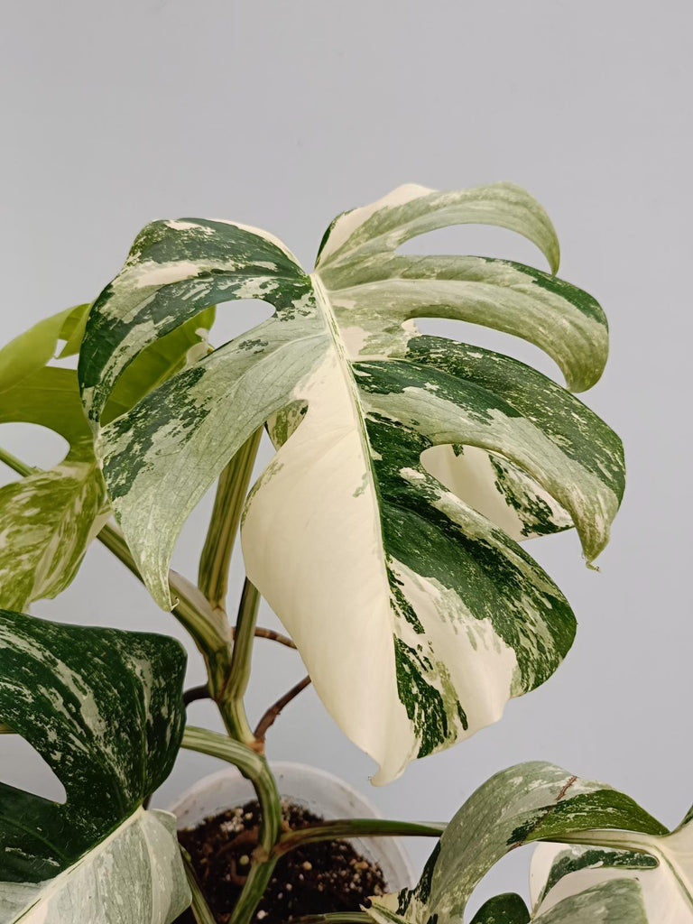 Monstera deliciosa variegata albo