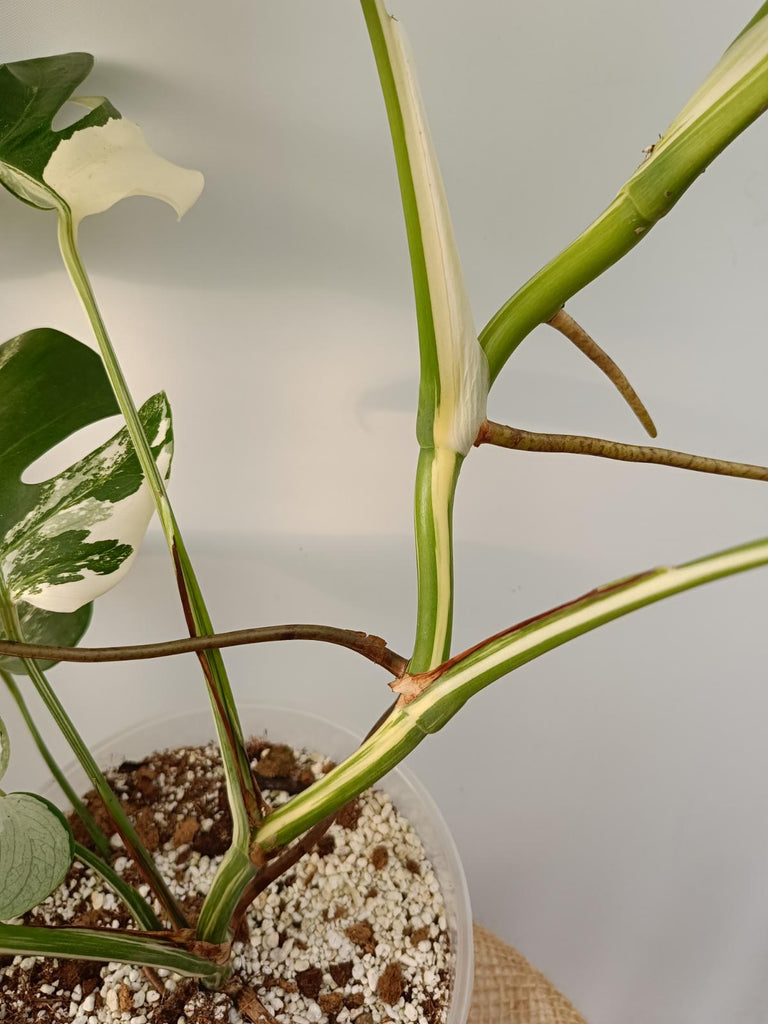 Monstera deliciosa variegata labo