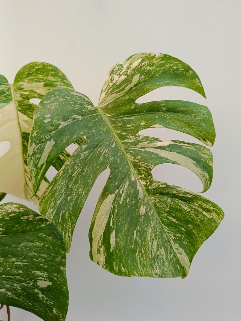 Monstera deliciosa variegata albo