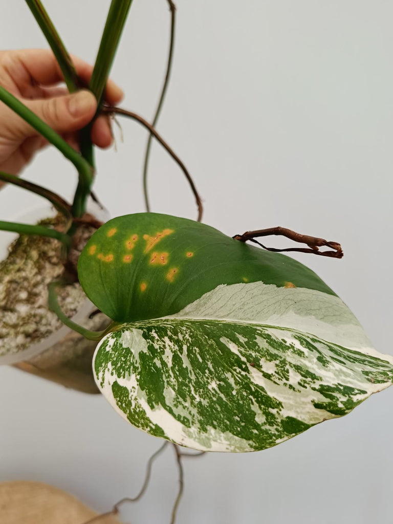 Monstera deliciosa variegata albo