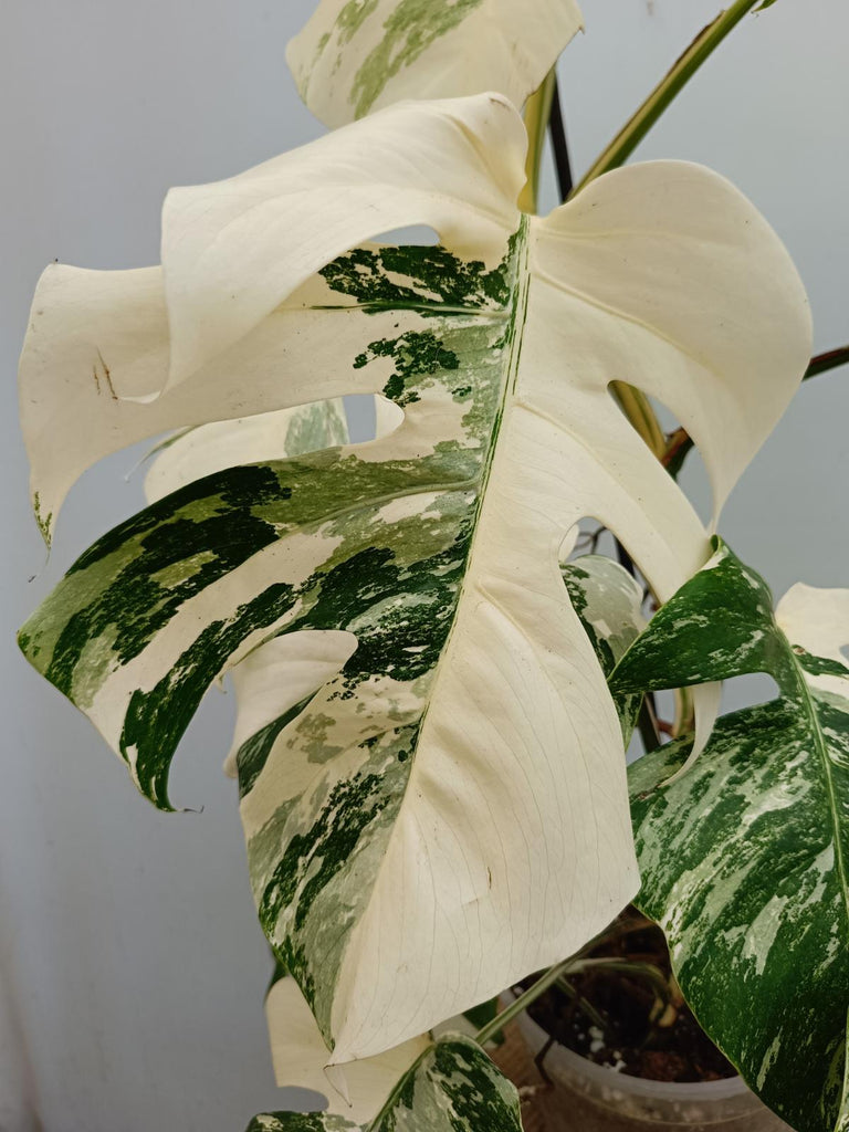 Monstera deliciosa variegata albo