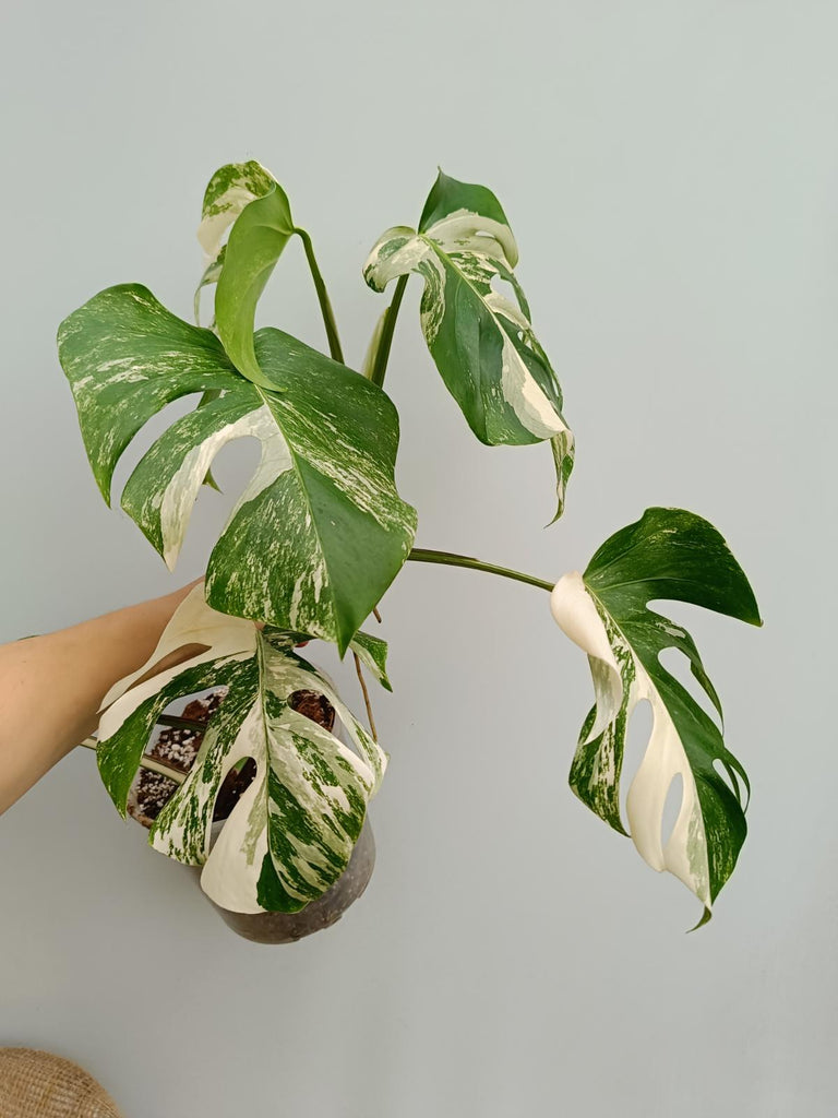 Monstera deliciosa variegata albo