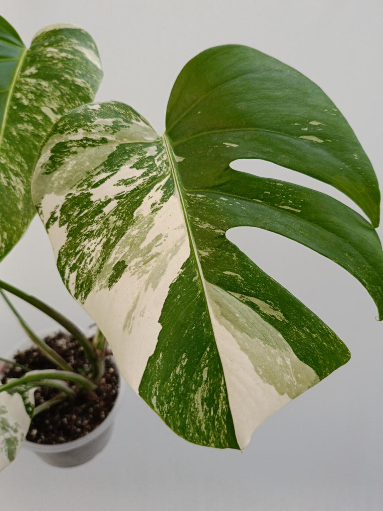 Monstera deliciosa variegata albo