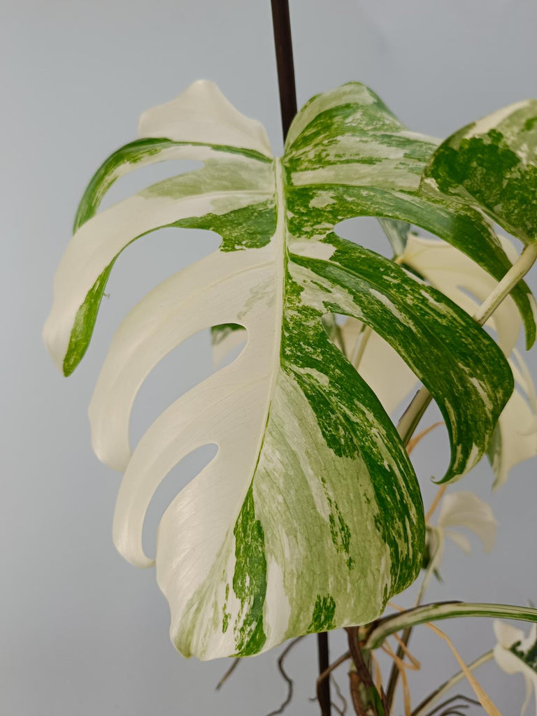 Monstera deliciosa variegata albo xxl