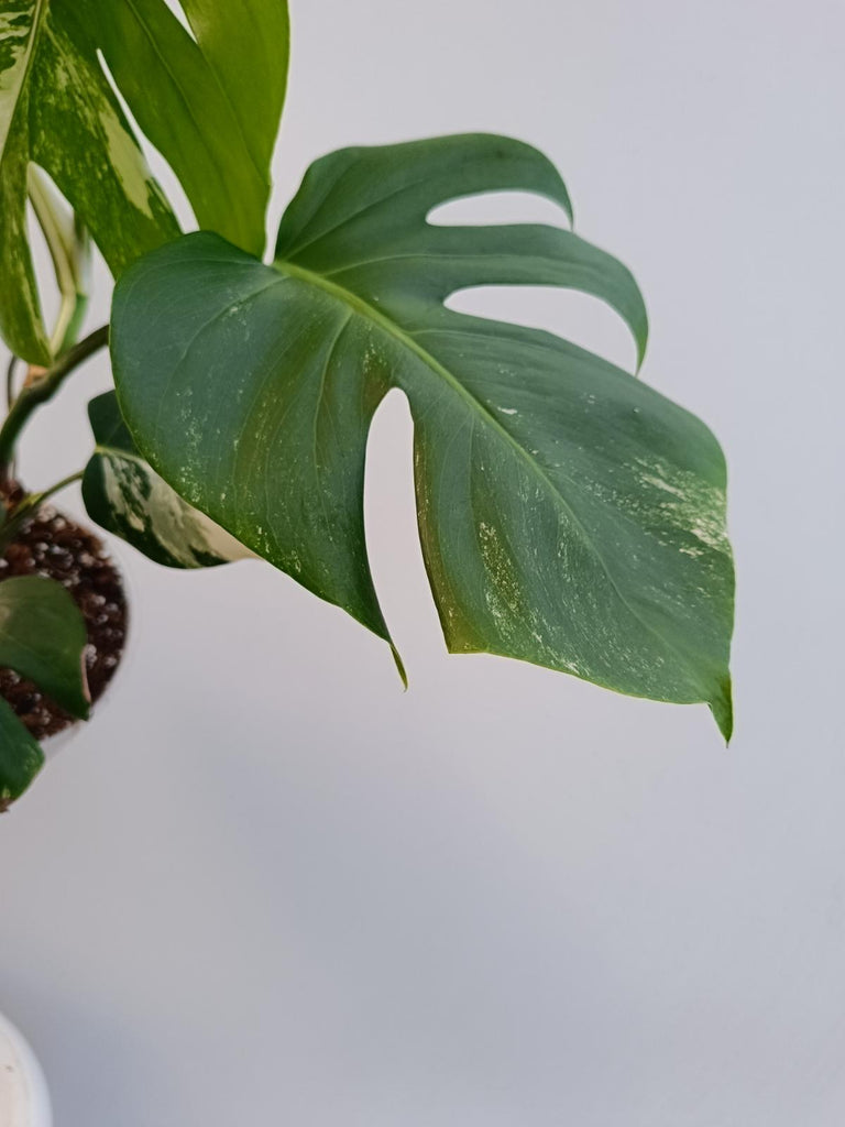 Monstera deliciosa variegata albo