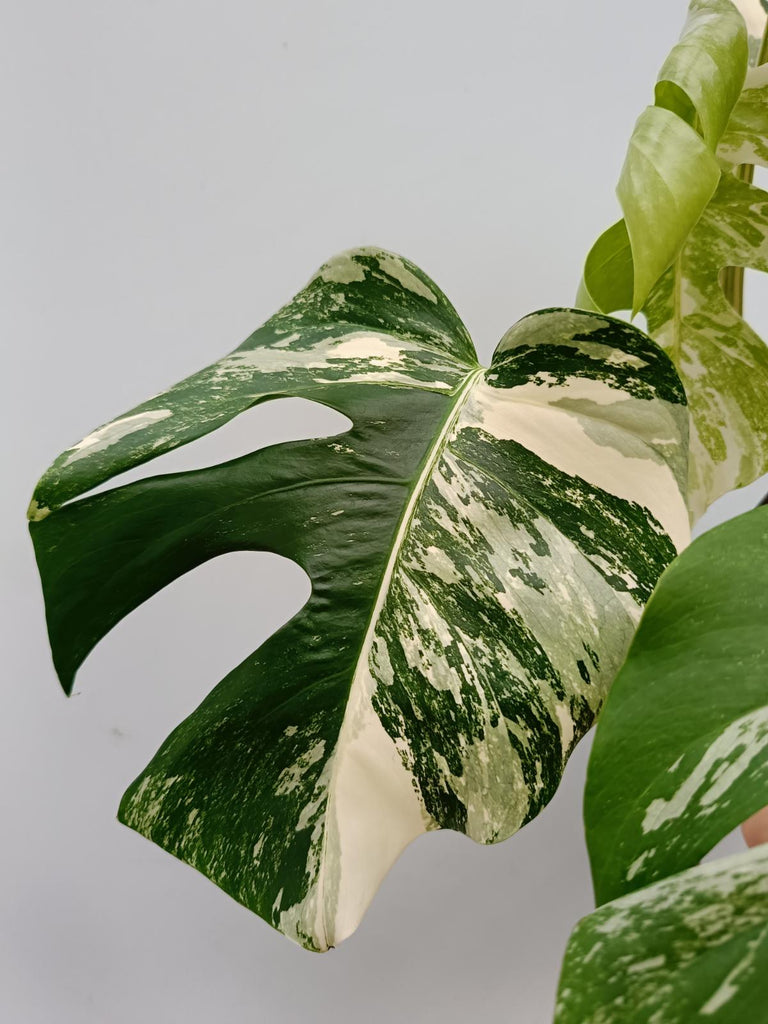 Monstera deliciosa variegata albo