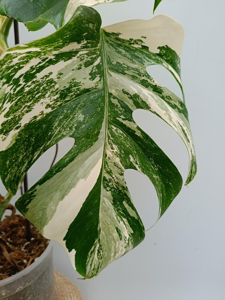 Monstera deliciosa variegata albo