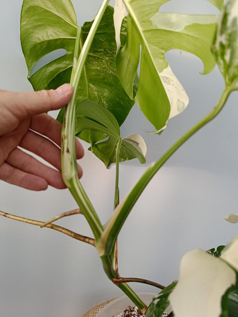 Monstera deliciosa variegata labo