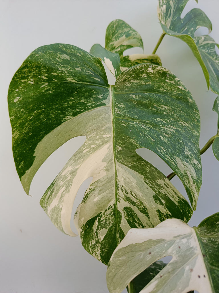 Monstera deliciosa variegata albo