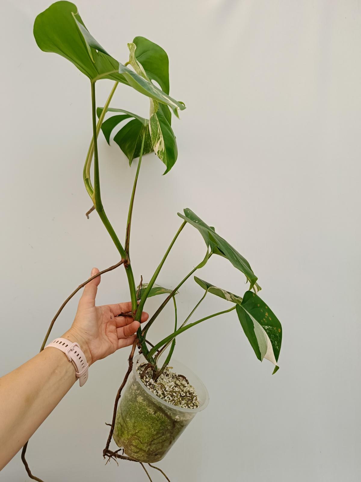 Monstera deliciosa variegata albo