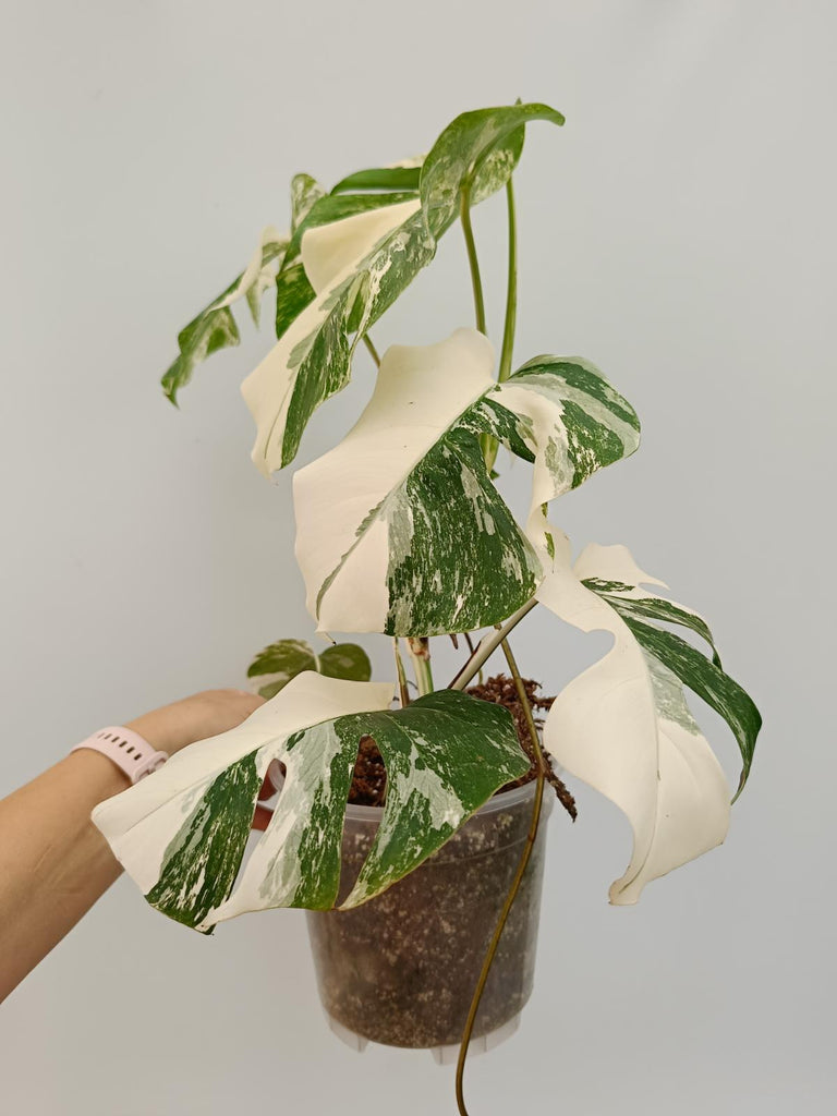 Monstera deliciosa variegata albo