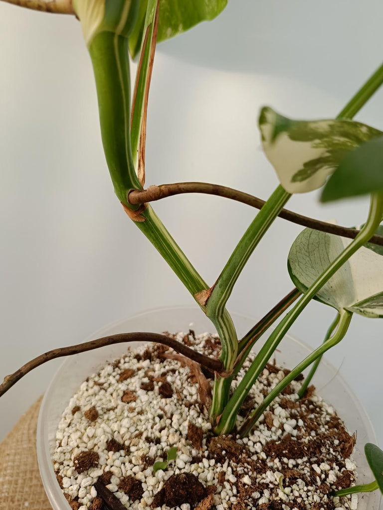 Monstera deliciosa variegata labo