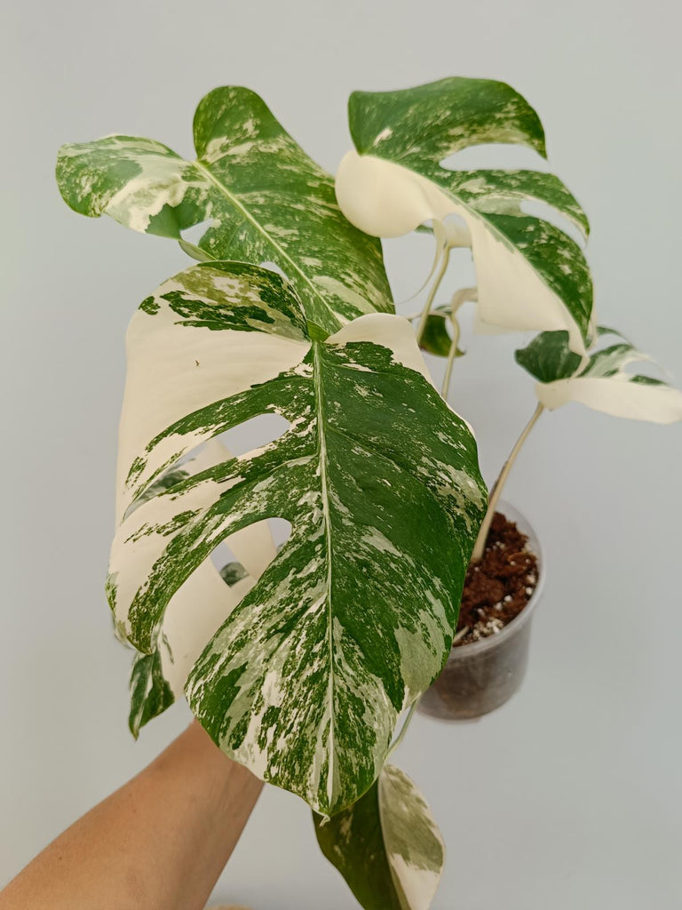 Monstera deliciosa variegata albo