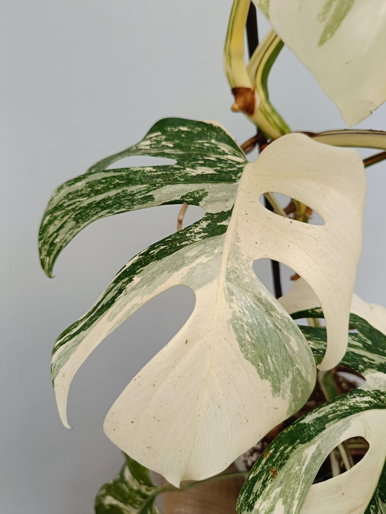 Monstera deliciosa variegata albo