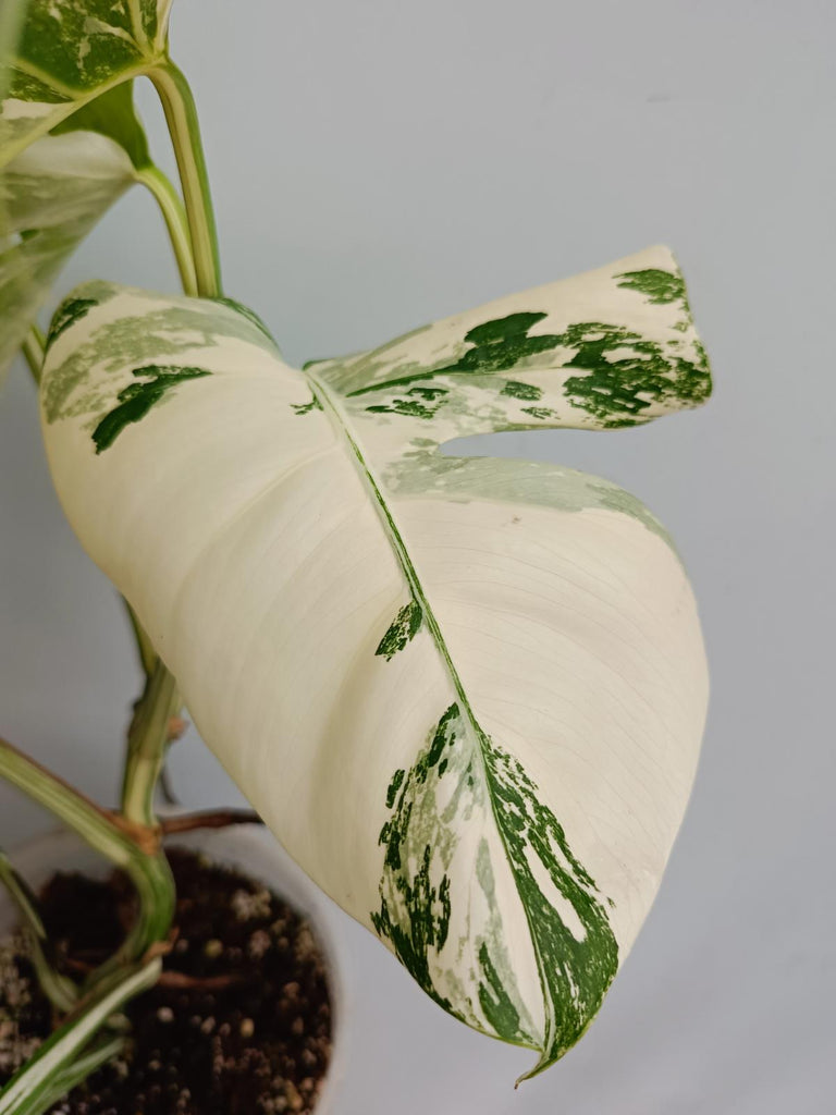 Monstera deliciosa variegata albo